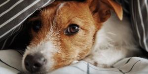 Los veterinarios coinciden: “Si tu perro tiene miedo a los petardos, no esperes a la noche de San Juan, actúa ya”