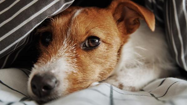 Los veterinarios coinciden: “Si tu perro tiene miedo a los petardos, no esperes a la noche de San Juan, actúa ya”
