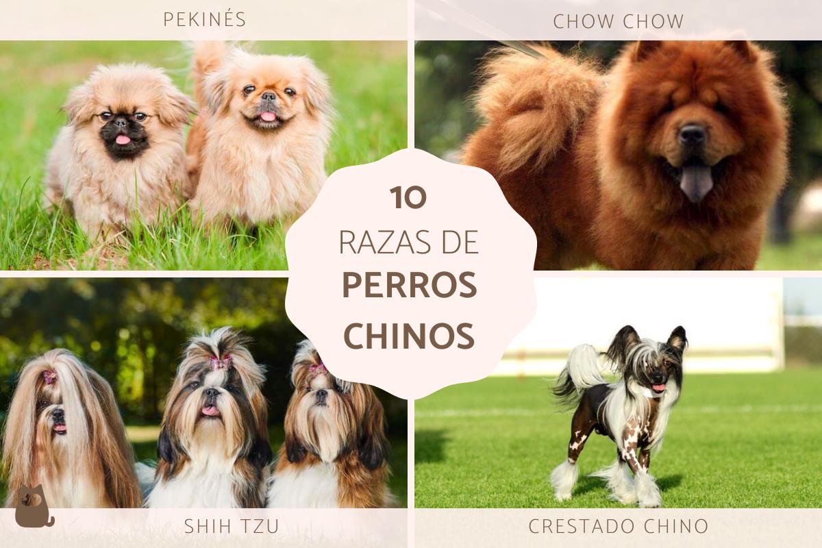 Razas de perros chinos