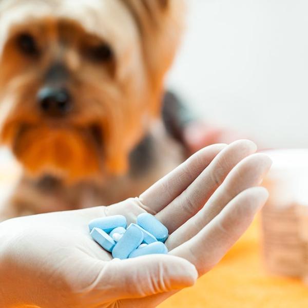 puedes poner pomada antibiótica en un perro