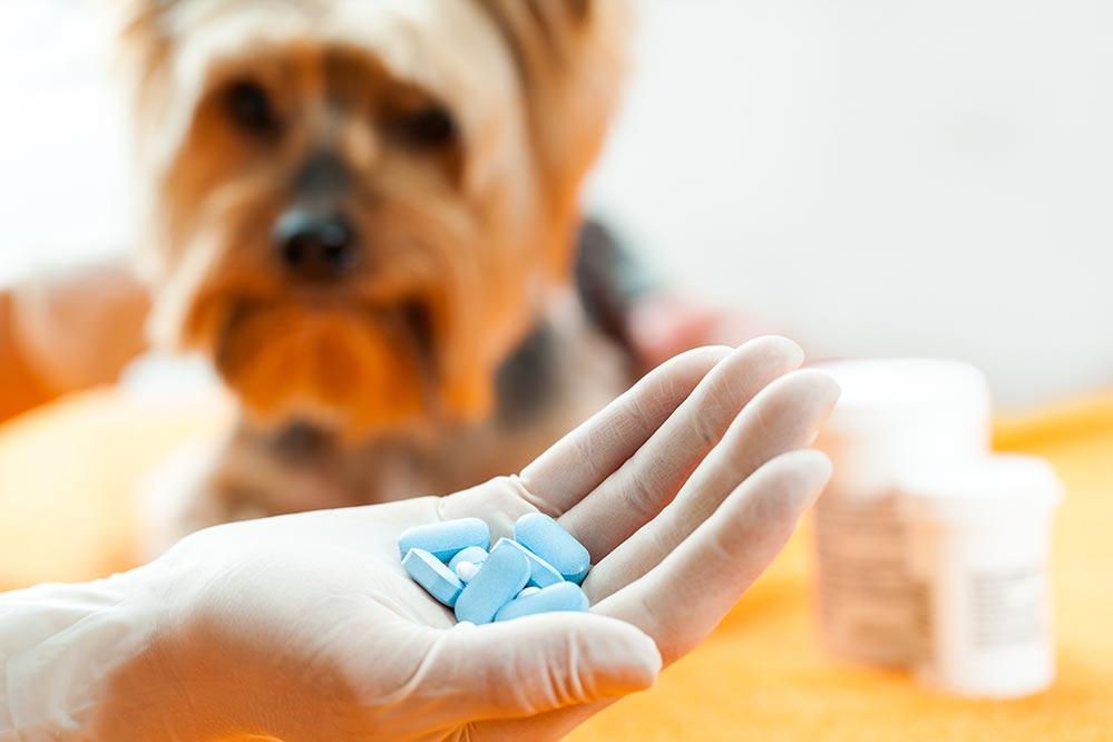 puedo darle probióticos a mi perro mientras toma antibióticos