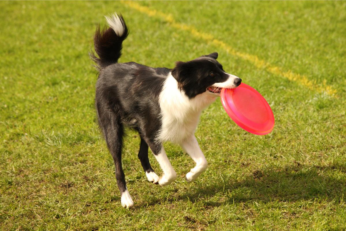 Los 10 mejores juguetes para border collie Beneficios y precios