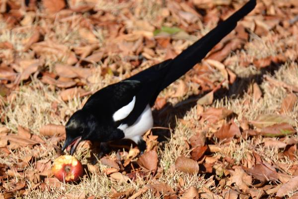 ¿Qué comen las urracas? - Consejos para alimentar urracas