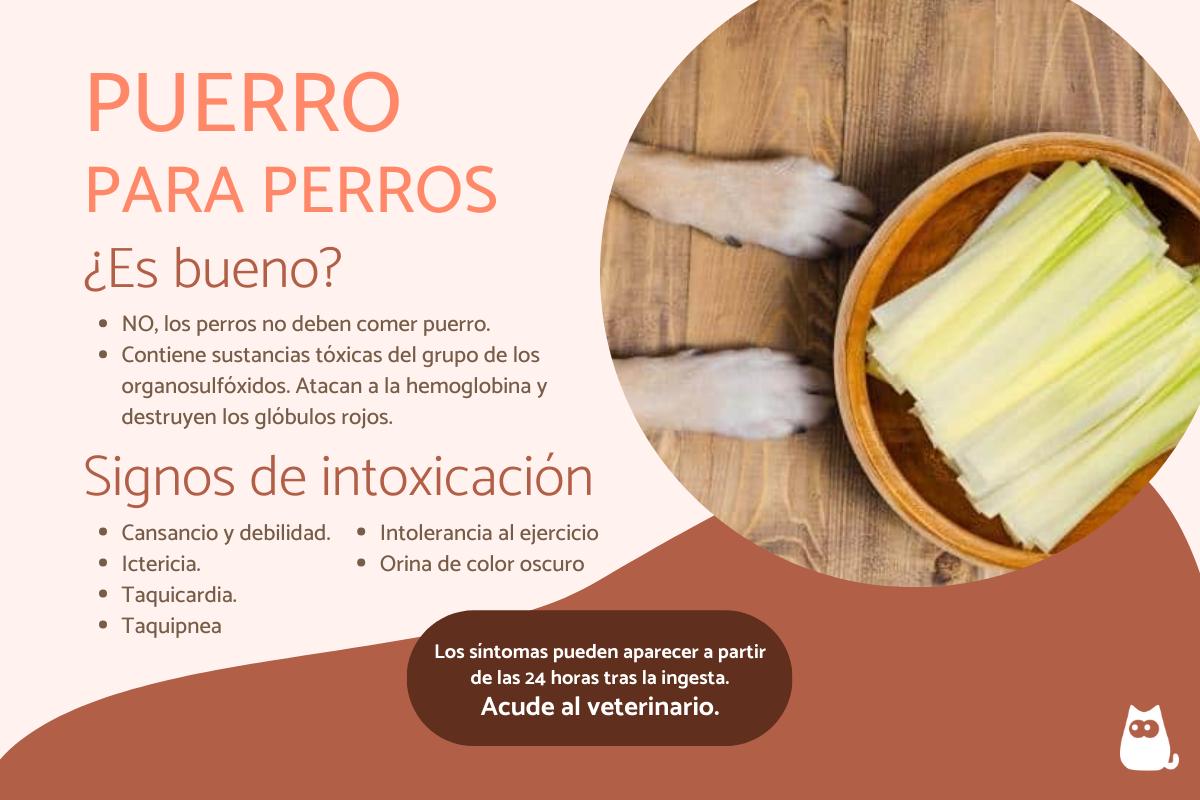 ¿Los perros pueden comer puerro?