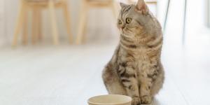 Los veterinarios coinciden: “Muchos gatos beben menos agua de la que necesitan porque su bebedero les resulta incómodo”