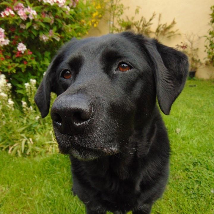 puedes dejar un cachorro de 8 semanas en el jardín