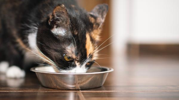 Los veterinarios coinciden: “Muchos gatos beben menos agua de la que necesitan porque su bebedero les resulta incómodo” - Nunca coloques el bebedero junto al arenero: tu gato puede dejar de beber