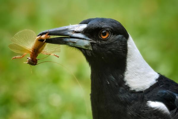 ¿Qué comen las urracas?