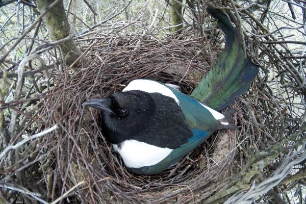 ¿Qué comen las urracas? - ¿Qué comen las urracas bebés?