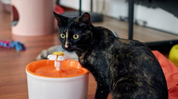 Los veterinarios coinciden: “Muchos gatos beben menos agua de la que necesitan porque su bebedero les resulta incómodo” - Si tu gato no bebe del cuenco, quizá el problema esté en el recipiente y no en el agua