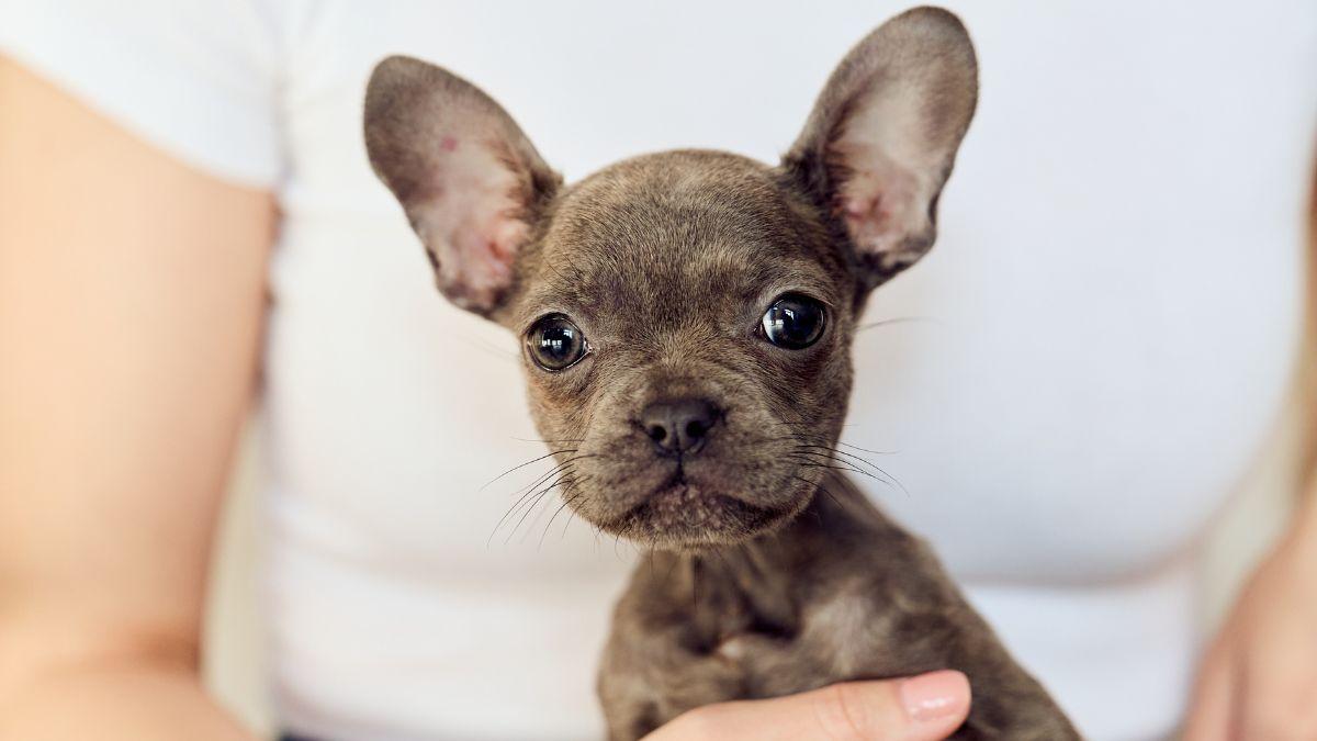 Criadores ofrecen a sus cachorros a cambio de cartas Pokémon y la comunidad exige que se tomen medidas: “Están cambiando cartón por un animal vivo”