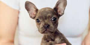 Criadores ofrecen a sus cachorros a cambio de cartas Pokémon y la comunidad exige que se tomen medidas: “Están cambiando cartón por un animal vivo”