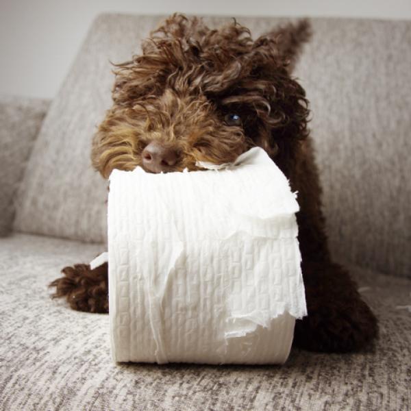 por qué los perros le temen al papel de aluminio