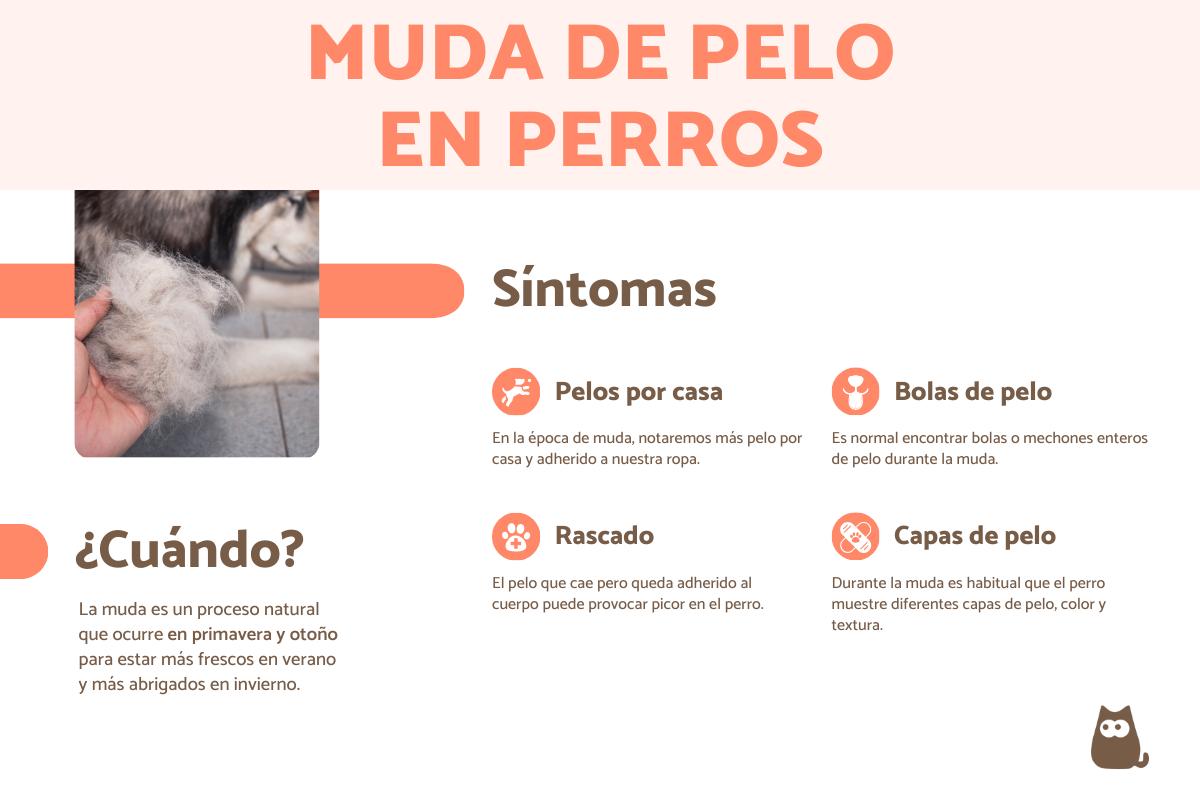 Muda de pelo en los perros: síntomas, época y duración