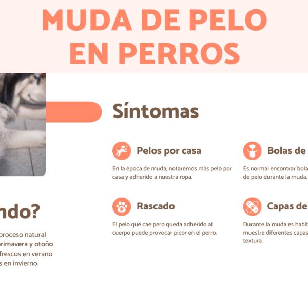 nivel de muda de pelo de bretaña los perros de bretaña mudan mucho de pelo