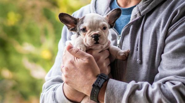 Criadores ofrecen a sus cachorros a cambio de cartas Pokémon y la comunidad exige que se tomen medidas: “Están cambiando cartón por un animal vivo” - Otros testimonios apuntan a que no sería un caso aislado