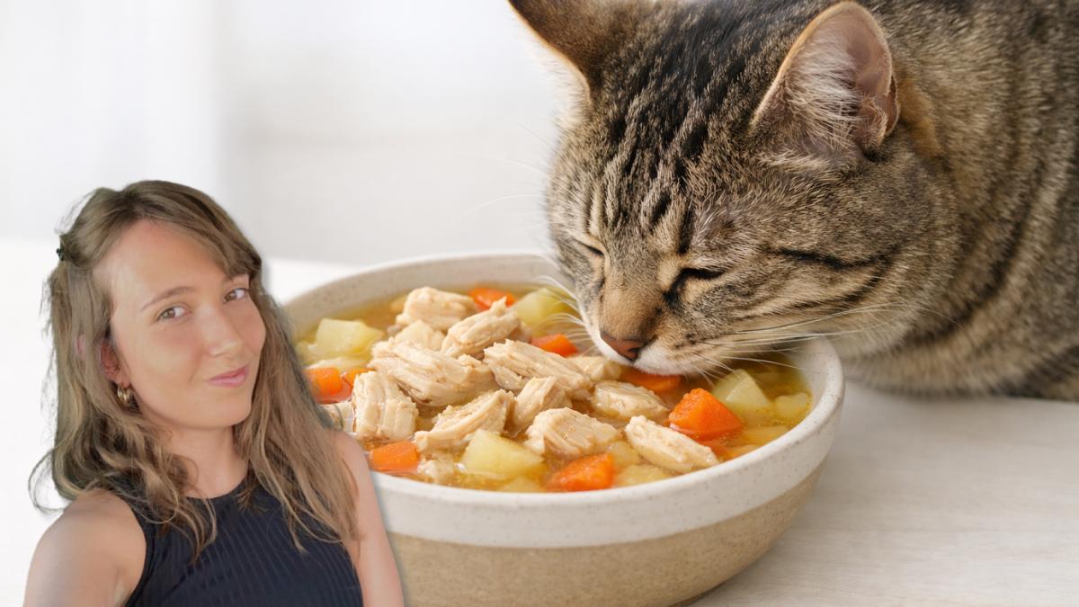 Soy veterinaria y esta es la sopa casera para gatos que recomiendo y que puedes preparar en pocos minutos y sin ingredientes raros