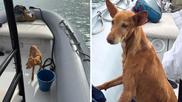 Lo abandonaron a su suerte en una cala inaccesible de Almería, pero Bergantín se ha recuperado y ya ha encontrado una nueva familia en Madrid - Así comenzó la historia de Bergantín antes de encontrar una familia
