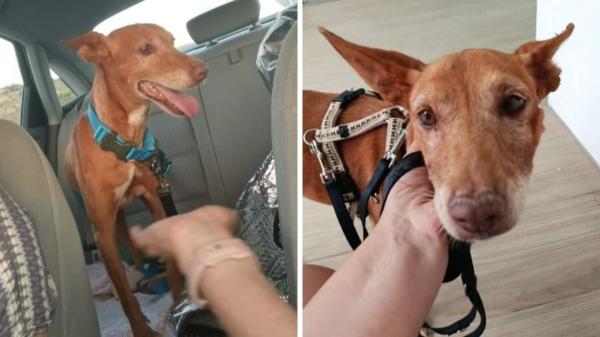 Lo abandonaron a su suerte en una cala inaccesible de Almería, pero Bergantín se ha recuperado y ya ha encontrado una nueva familia en Madrid - De Almería a un ático en el centro de Madrid: la nueva vida de Bergantín