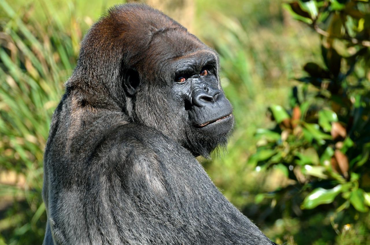 La fuerza de los gorilas 💪🐵