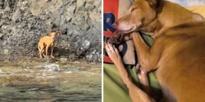 Lo abandonaron a su suerte en una cala inaccesible de Almería, pero Bergantín se ha recuperado y ya ha encontrado una nueva familia en Madrid