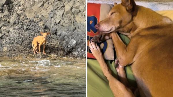 Lo abandonaron a su suerte en una cala inaccesible de Almería, pero Bergantín se ha recuperado y ya ha encontrado una nueva familia en Madrid