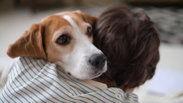 Un vecino pierde el juicio por su perro: la sentencia reabre el debate sobre si una comunidad puede prohibir tener mascotas en casa - La ley es clara: las comunidades de vecinos pueden prohibir animales en estos casos