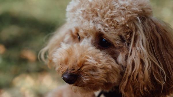 Un vecino pierde el juicio por su perro: la sentencia reabre el debate sobre si una comunidad puede prohibir tener mascotas en casa - ¿Por qué ha ganado la comunidad? La cláusula que prohíbe al perro vivir en su casa