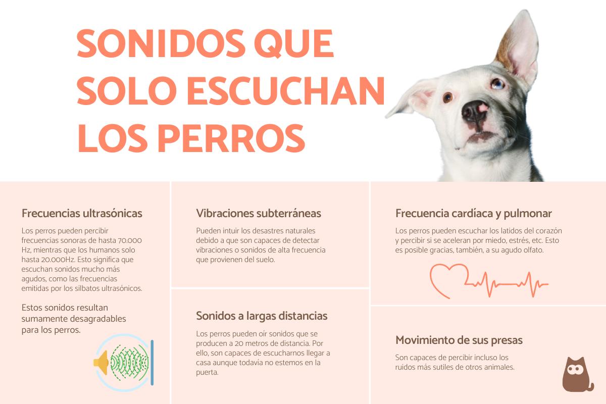 Sonidos que solo escuchan los perros