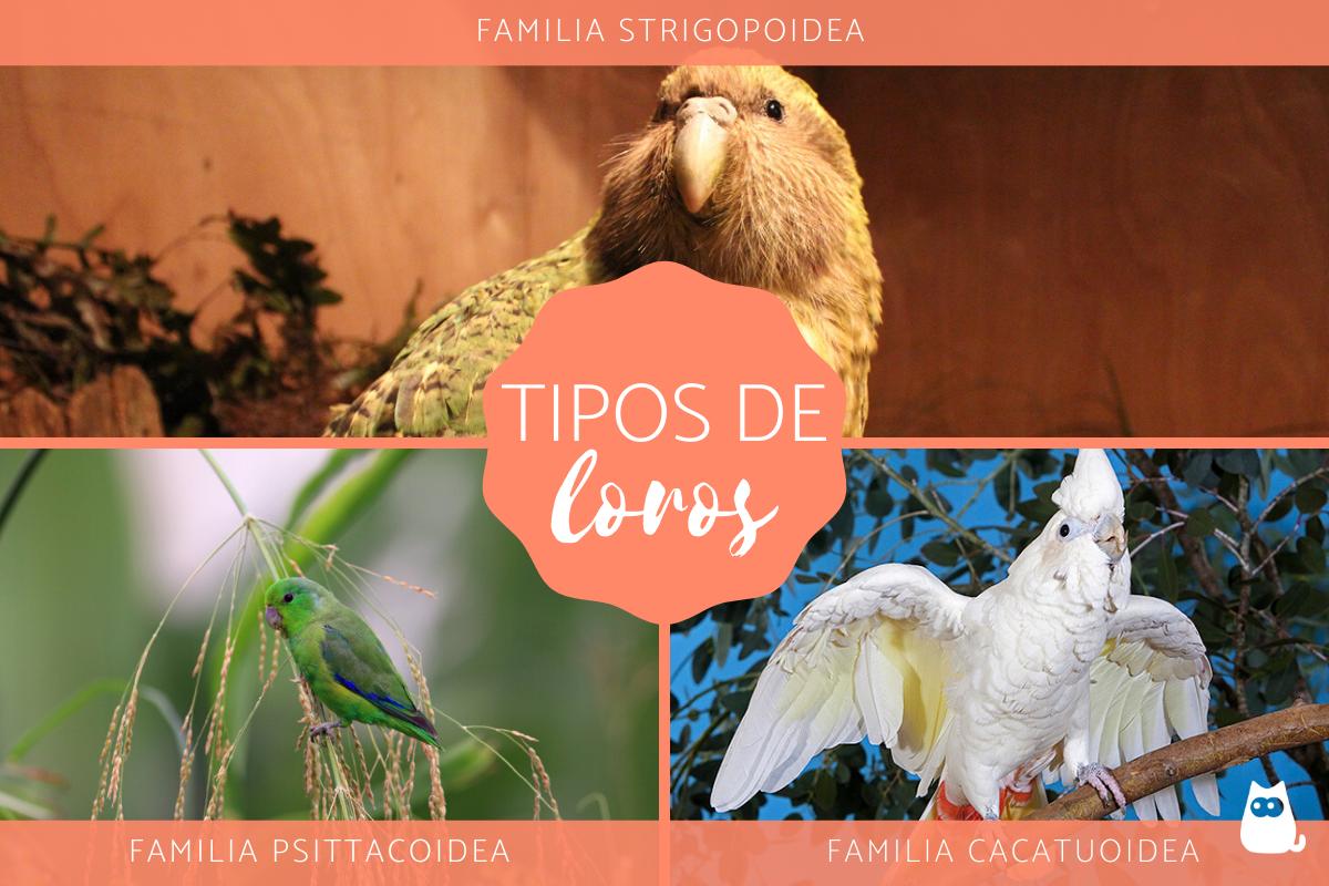 Tipos de loros – Características, nombres y fotos