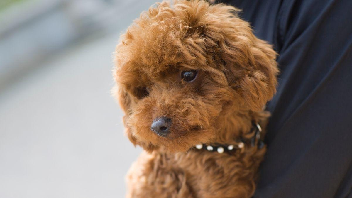Un vecino pierde el juicio por su perro: la sentencia reabre el debate sobre si una comunidad puede prohibir tener mascotas en casa
