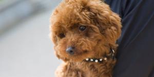 Un vecino pierde el juicio por su perro: la sentencia reabre el debate sobre si una comunidad puede prohibir tener mascotas en casa