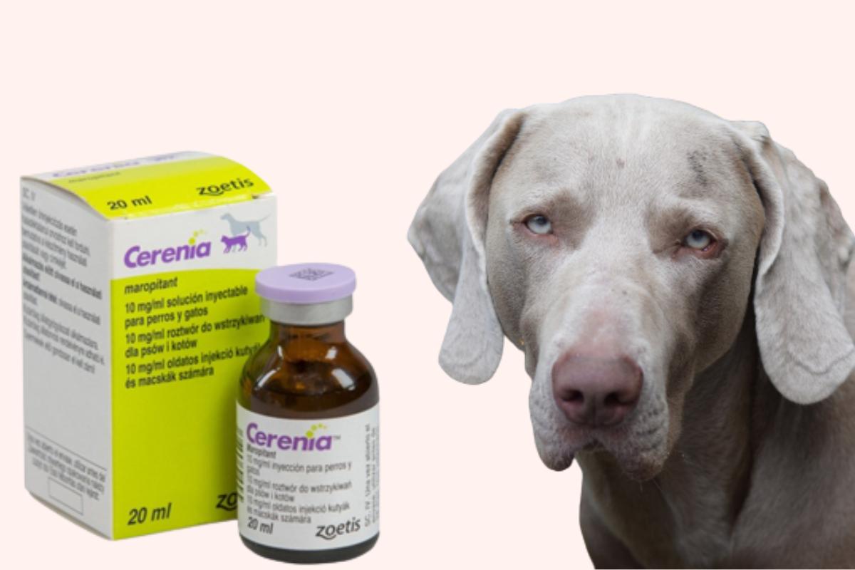 Cerenia para perros - Para qué sirve, efectos secundarios y dosis