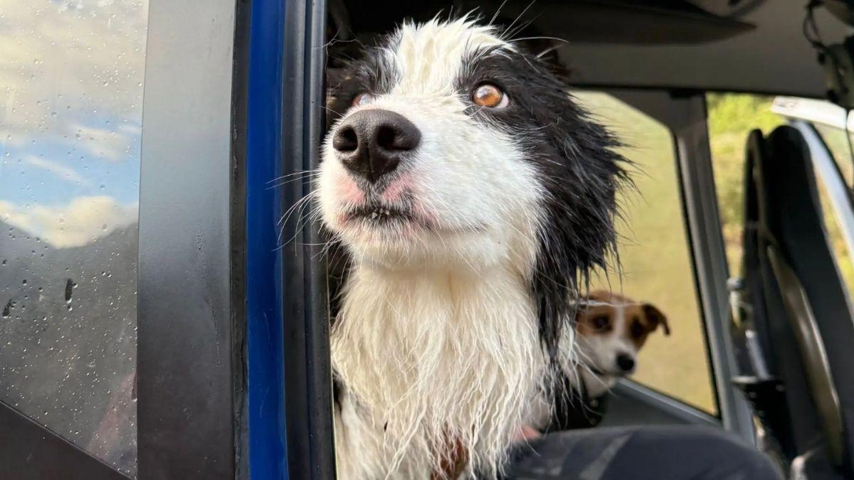 La historia de Molly: la perra que esperó sola 7 días tras la caída de su tutora por una cascada