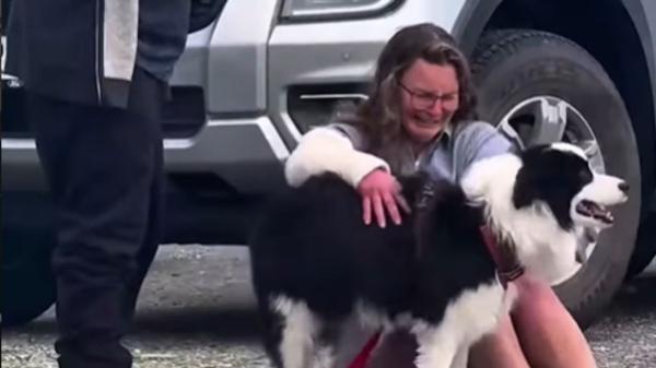 La historia de Molly: la perra que esperó sola 7 días tras la caída de su tutora por una cascada - La lección de Molly: nunca se abandona a quienes amamos