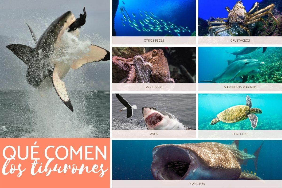 ¿Qué comen los tiburones?