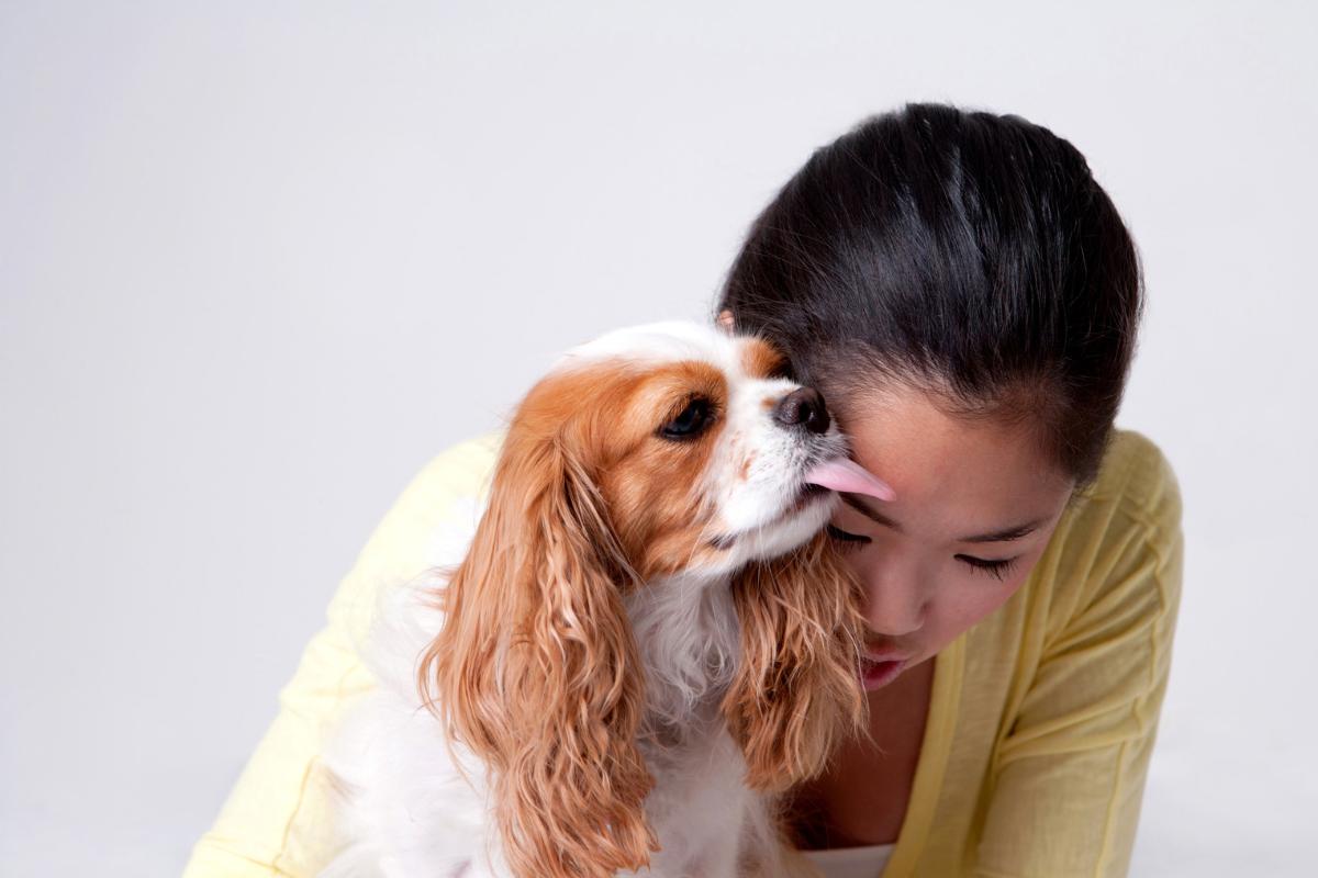 ¿Qué siente mi perro cuando lloro?