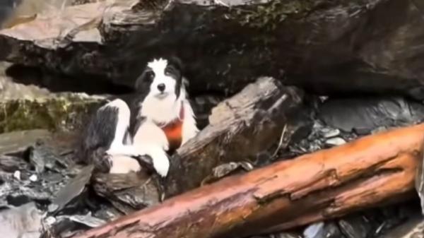 La historia de Molly: la perra que esperó sola 7 días tras la caída de su tutora por una cascada - Siete días sola en la montaña: frío, hambre y resistencia