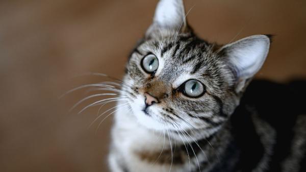 Los expertos lo aclaran: los gatos no siempre se sienten amenazados cuando los miras fijamente a los ojos - El mito sobre mirar a los gatos a los ojos no siempre es verdad