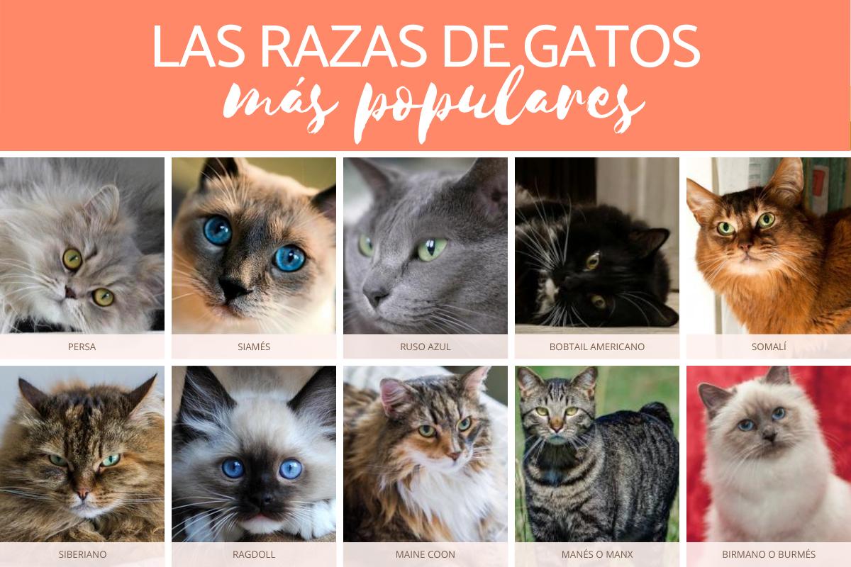 Las 10 razas de gatos más populares del mundo
