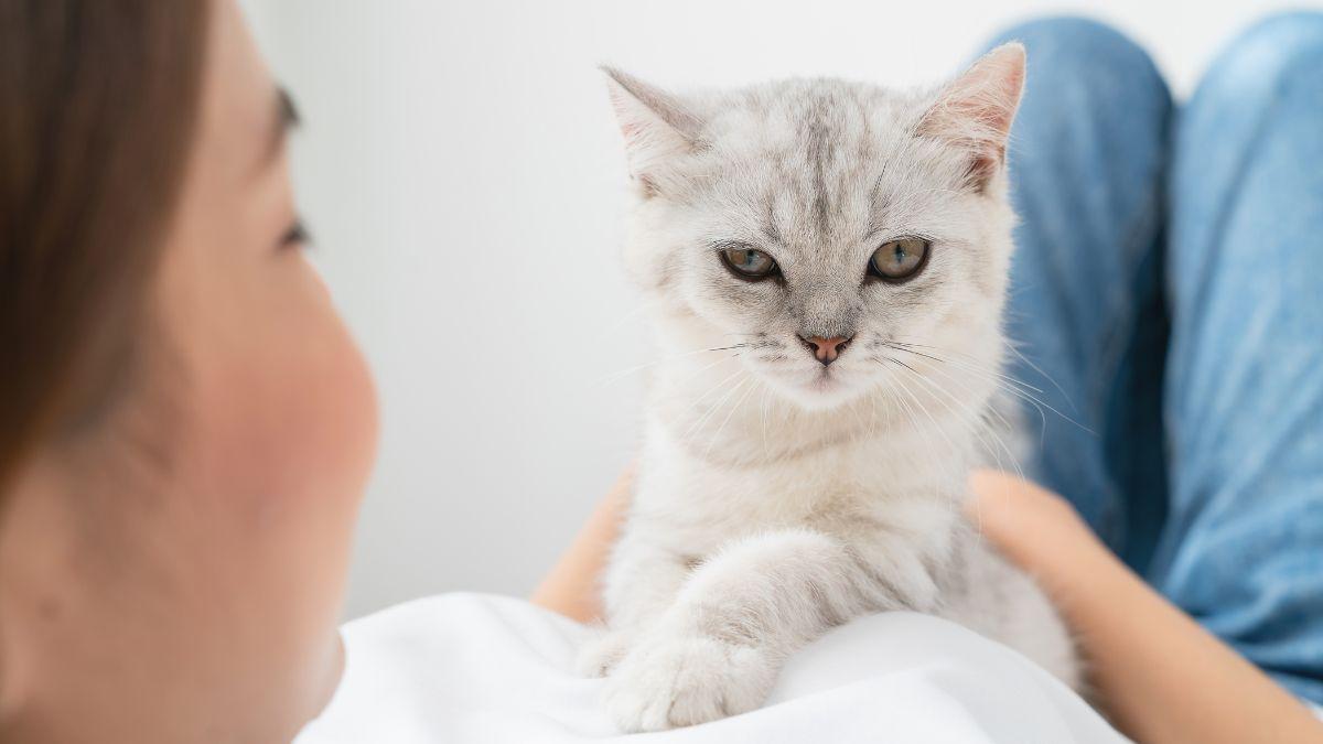 Los expertos lo aclaran: los gatos no siempre se sienten amenazados cuando los miras fijamente a los ojos