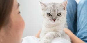 Los expertos lo aclaran: los gatos no siempre se sienten amenazados cuando los miras fijamente a los ojos