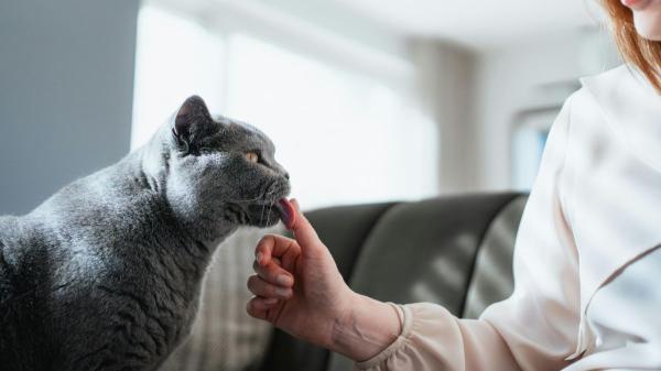 Los expertos lo aclaran: los gatos no siempre se sienten amenazados cuando los miras fijamente a los ojos - No todos los gatos reaccionan igual: la clave está en la socialización