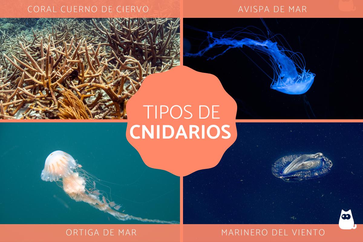 Tipos de cnidarios - Qué son, ejemplos, características y reproducción