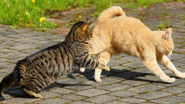 Los veterinarios y etólogos coinciden: “El 'gato dominante' muchas veces no manda, sino que está estresado” - Las señales que alertan de que un gato está acosando a otro dentro de casa (aunque no haya peleas)