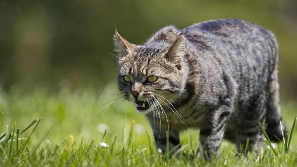Los veterinarios y etólogos coinciden: “El 'gato dominante' muchas veces no manda, sino que está estresado” - Los veterinarios desmontan el mito del “gato dominante”: muchas veces el problema es el estrés