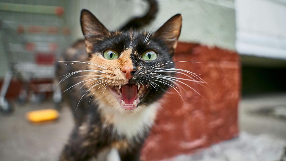 Los veterinarios y etólogos coinciden: “El 'gato dominante' muchas veces no manda, sino que está estresado”
