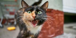 Los veterinarios y etólogos coinciden: “El 'gato dominante' muchas veces no manda, sino que está estresado”
