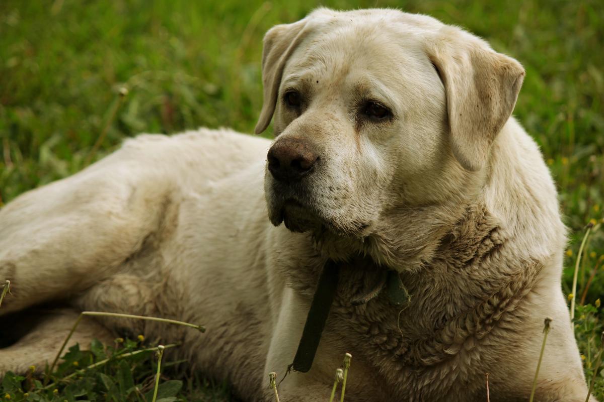 Mi perro huele a pescado - Causas y tratamientos