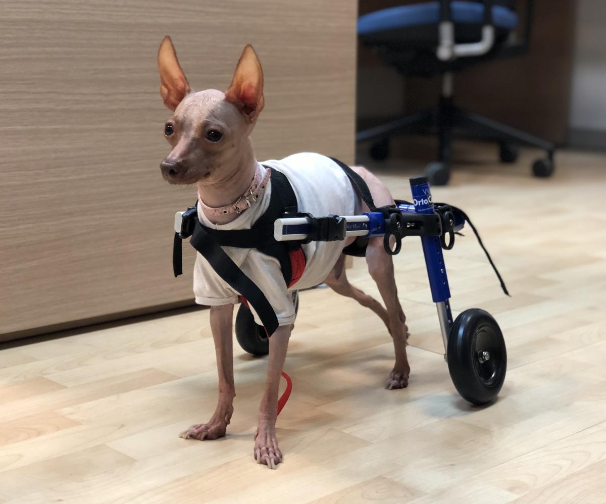 Hernia discal en perros - Síntomas, tratamiento y recuperación